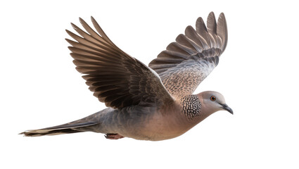 Fototapeta premium Spotted dove bird with wings spread flying