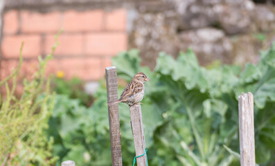 Fototapeta premium House sparrow perched on a wooden post