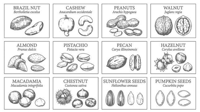 Detailed vector illustration showcases various nuts and seeds in a vintage botanical style