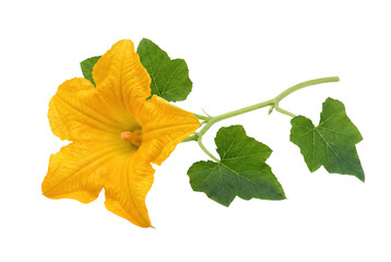 Vibrant Yellow Pumpkin Blossom with Lush Green Foliage © Atreyee