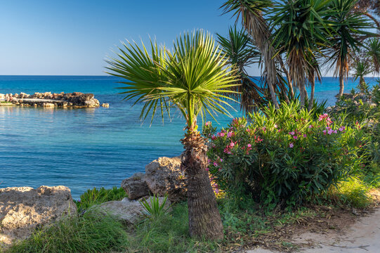 Cyprus, Ayia Napa, colorful flowers near Latsi beach