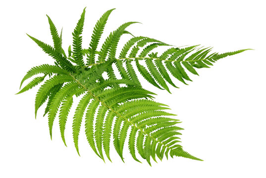 Lush Green Fern Leaves Isolated on Dark Surface