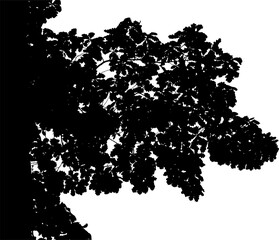 Obraz premium Vector illustration of a natural large oak branch