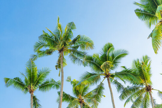tropical palm tree tops in the clear sky
