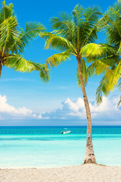 palm trees on sandy beach and view of blue ocean with small boat