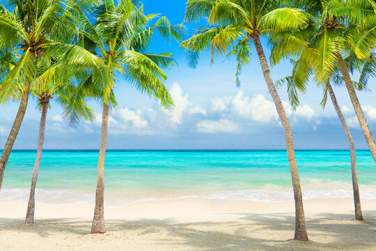 Beach with palm trees washed by the sea. Tropical island with a view of the blue ocean and the sky in clouds