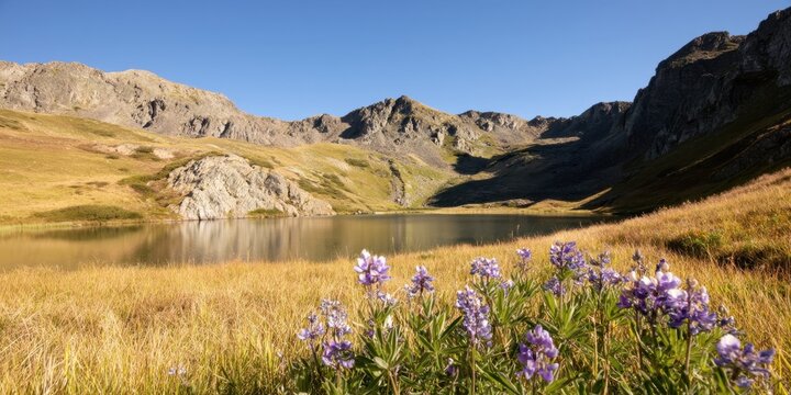 The lake framed by purple lupines and golden meadow beneath rugged alpine peaks