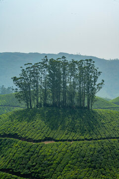 A breathtaking panoramic view of Munnar's unique topography, characterized by an endlessly rolling terrain of deep green valleys.