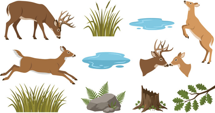 Wild Deer and Forest Nature Collection Featuring Grazing Deer, Woodland Landscape Elements, Water Ponds, Grass, Tree Branches, and Wildlife Habitat Vector Illustration