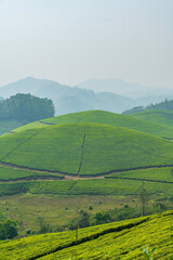 Obraz premium A breathtaking panoramic view of Munnar's unique topography, characterized by an endlessly rolling terrain of deep green valleys.