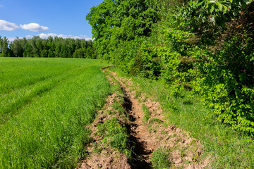 Naklejka premium Firebreak trench dug into brown earth separating a vibrant green summer meadow from a dense lush forest edge under a clear blue sky