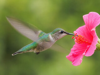 Fototapeta premium Hummingbird Feeding From Pink Hibiscus Flower