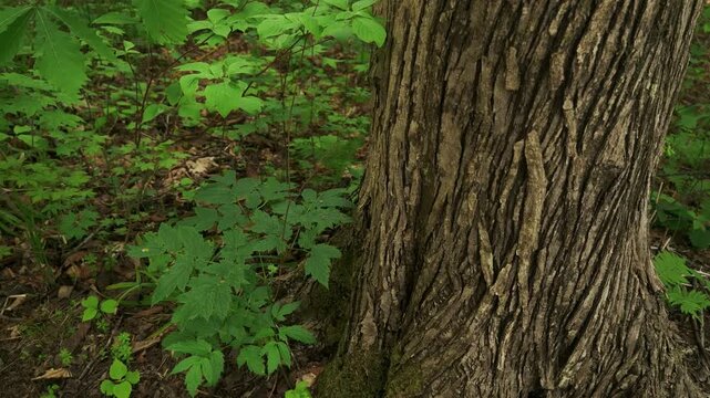 Young saplings growing at the base of a thick tree trunk