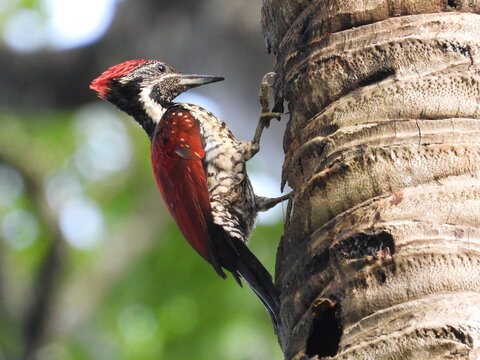  Red backed Flameback