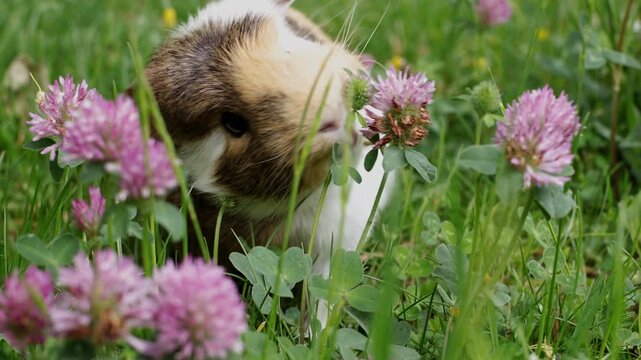 A sick pet guinea pig outdoors in the grass suffering from mandibular tooth root elongation with a long tooth sticking out under its chin. Pet is eating clover