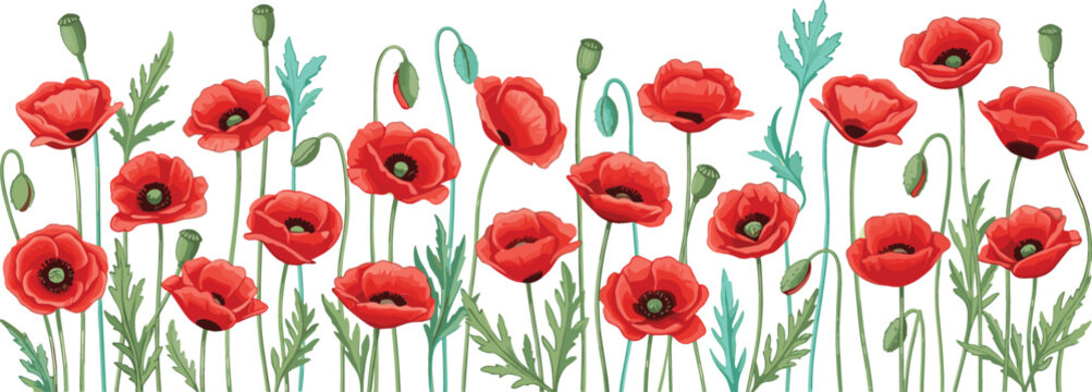 Vector set of red poppy flowers border banner, featuring blooming field poppies, buds, and green leaves isolated on a white background.