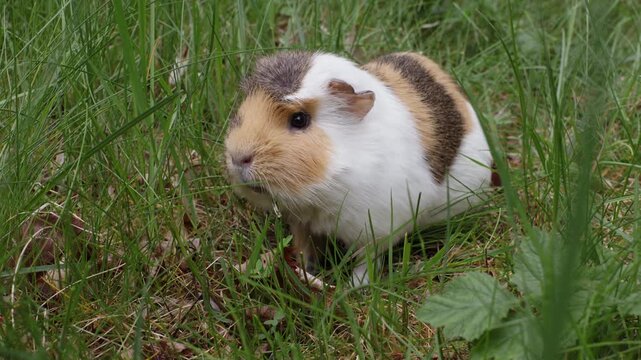 A sick pet guinea pig outdoors in the grass suffering from mandibular tooth root elongation with a long tooth sticking out under its chin. Cleaning with his foot