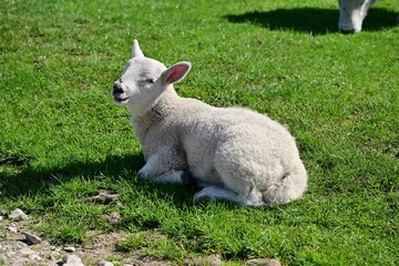 Obraz premium Young white lamb resting on green grass in spring pasture