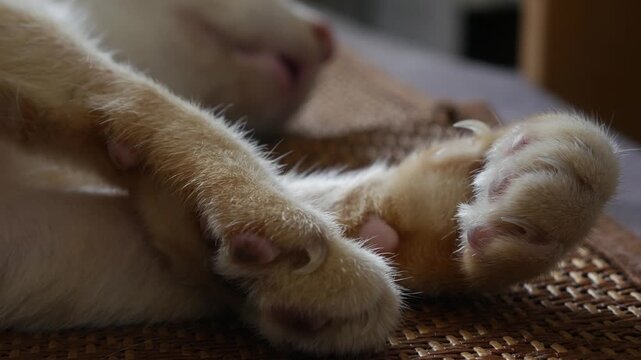 Closeup of orange tabby cat front paws and hind paw showing pink toe pads and fur detail on woven mat