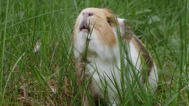 A sick pet guinea pig outdoors in the grass suffering from mandibular tooth root elongation with a long tooth sticking out under its chin. Pet is sitting and smelling