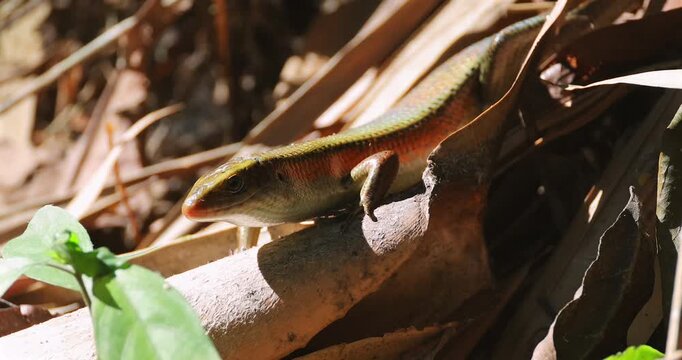 Common Sun Skink Eutropis multifasciata basking on dry brown leaves on the forest floor during a sunny day. Close-up side view of the reptile in its natural tropical habitat.