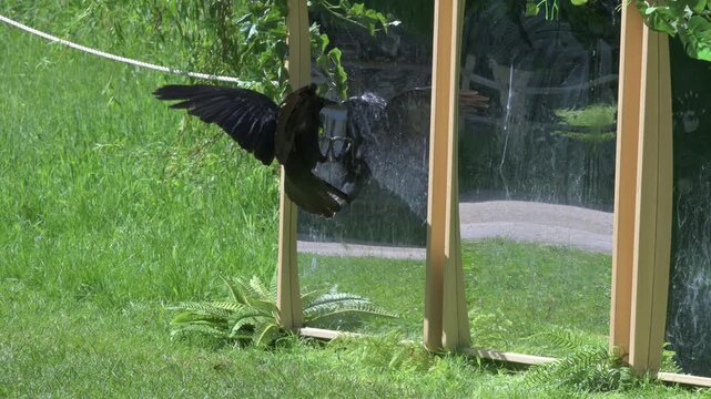 Carrion Crow (Corvus corone) reacting to its own reflection in a mirror (put up as part of a trail for children) in a public park. May, Kent, UK [Half speed]