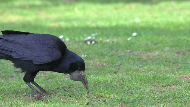 Rook (Corvus frugilegus) with a large gular pounch under the beak for carrying food, finding and eating a caterpillar on a lawn. May, Kent, UK [Half speed]