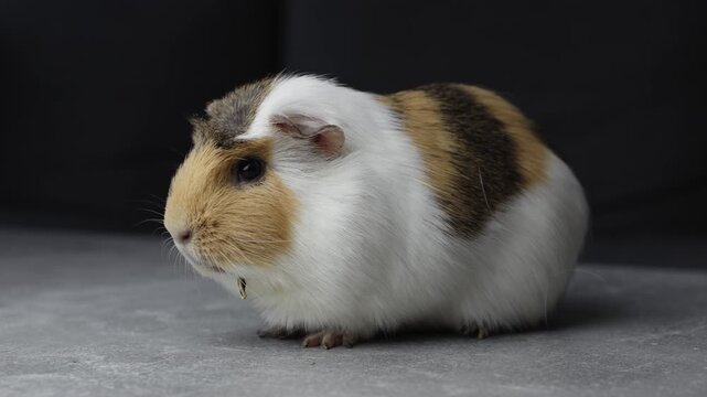Severe dental disease in a domestic guinea pig with an overgrown tooth root piercing through the lower jaw and visibly protruding from the chin