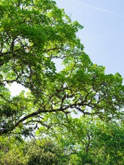 Fototapeta premium Erable de Montpellier ou violonier (Acer monspessulanum) 