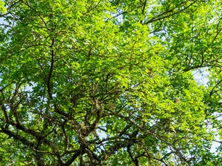 Fototapeta premium Erable de Montpellier ou violonier (Acer monspessulanum) aux branches gris noir recouverte de lychens et rameaux portant des feuilles vertes à trois lobes arrondis