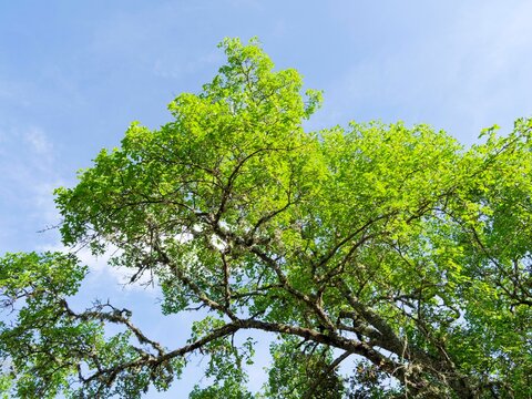Acer monspessulanum - Erable de Montpellier, arbuste m&eacute;diterran&eacute;en &agrave; tiges ramifi&eacute; et &eacute;tal&eacute;es &agrave; &eacute;corce gris fonc&eacute;e couvertes d'un feuillage lob&eacute;, coriace vert luisant
