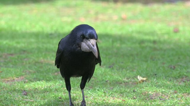 Rook (Corvus frugilegus) with a large gular pouch under the beak for carrying food, looking for seeds and bugs on a lawn. May, Kent, UK [Half speed]