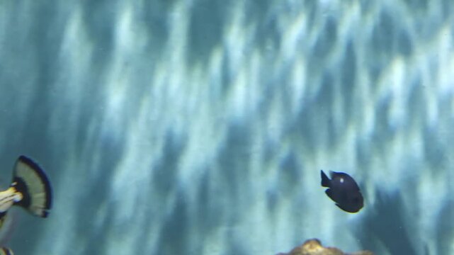 Clown triggerfish swimming among tropical reef species in aquarium tank, exotic spotted marine fish underwater with colorful aquatic wildlife and coral ecosystem background