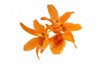 Vibrant orange orchid blooms with intricate reddish veins © Md