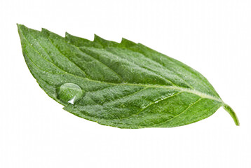 Single Fresh Green Mint Leaf with a Glistening Water Droplet © Md