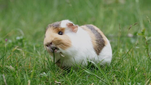 A sick pet guinea pig outdoors in the grass suffering from mandibular tooth root elongation with a long tooth sticking out under its chin. Pet is sitting and smelling