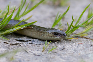 Fototapeta premium Slow Worm (Blindworm) Crawling on Sandy Ground Among Grass Blades