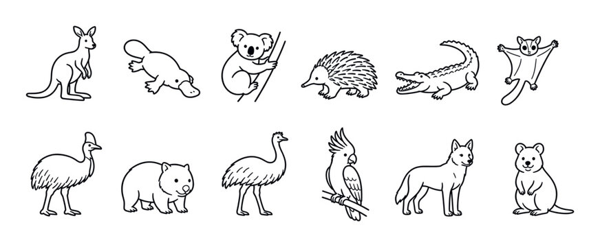 Kangaroo platypus koala echidna crocodile sugar glider cassowary wombat emu cockatoo dingo quokka Australian animals vector illustration set