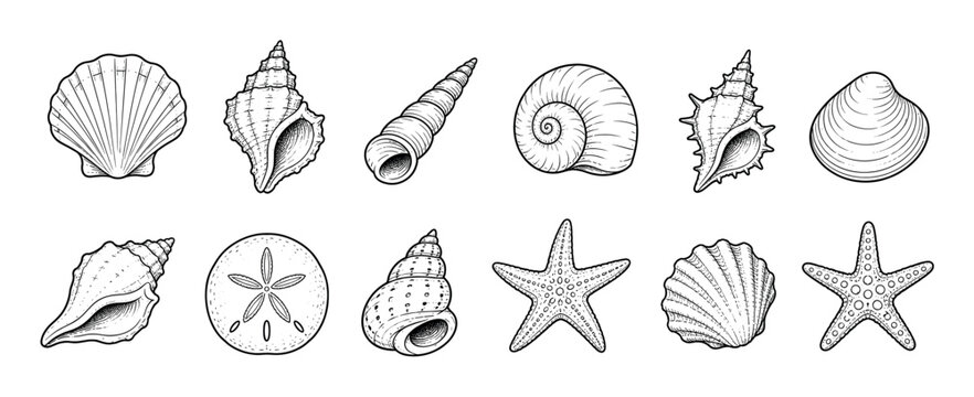 Seashells starfish sand dollar marine life set in vintage engraving style vector illustration