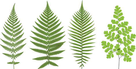 Detailed botanical illustration of diverse fern fronds showcasing natural leaf shapes, foliage patterns, and tropical greenery variations © Niheranjan