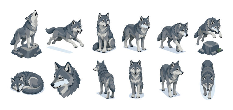 Gray wolf howling, running, sitting, walking, and sleeping in various isometric poses vector illustration set