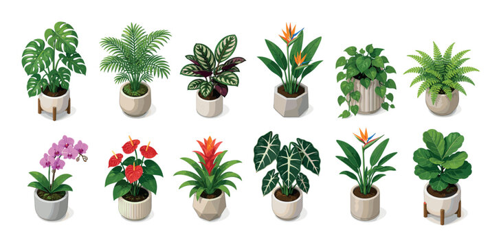 Monstera palm calathea strelitzia pothos fern orchid anthurium bromeliad alocasia fiddle leaf fig house plants isometric vector illustration
