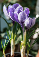 Fototapeta premium purple crocus flower