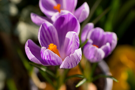 spring crocus flowers