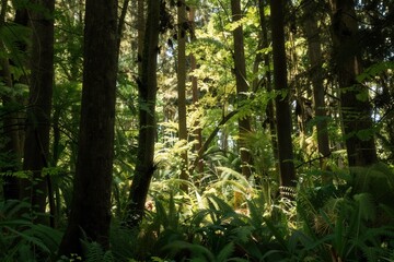 Obraz premium Dense forest undergrowth illuminated by sunlight filtering through trees