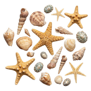 Collection of various seashells and starfish isolated on transparent background