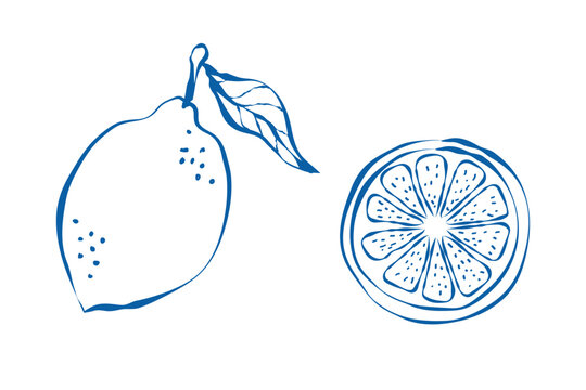 Hand Drawn Lemon Fruit and Citrus Slice Illustration in Minimal Line Art Style