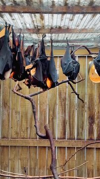 A Group of Flying Foxes Hanging Upside Down on a Branch in an Enclosure