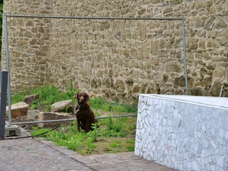 Fototapeta premium A brown Labrador Retriever dog sits patiently on a leash in front of a metal wire fence. The scene is set outdoors against a backdrop of a rustic, historic stone wall with weathered masonry