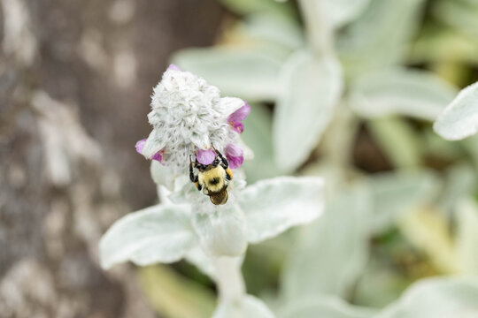 Common eastern bumble bee foraging on a lamb's ear bloom, collecting nectar or pollen